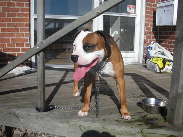 Blanding af racer Tjico billede 11