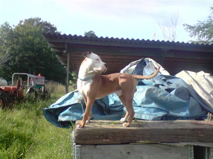 Blanding af racer Tjico billede 12