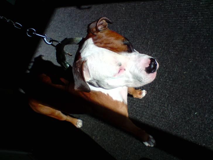 Blanding af racer Tjico billede 13