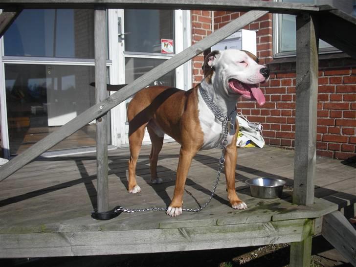 Blanding af racer Tjico billede 14