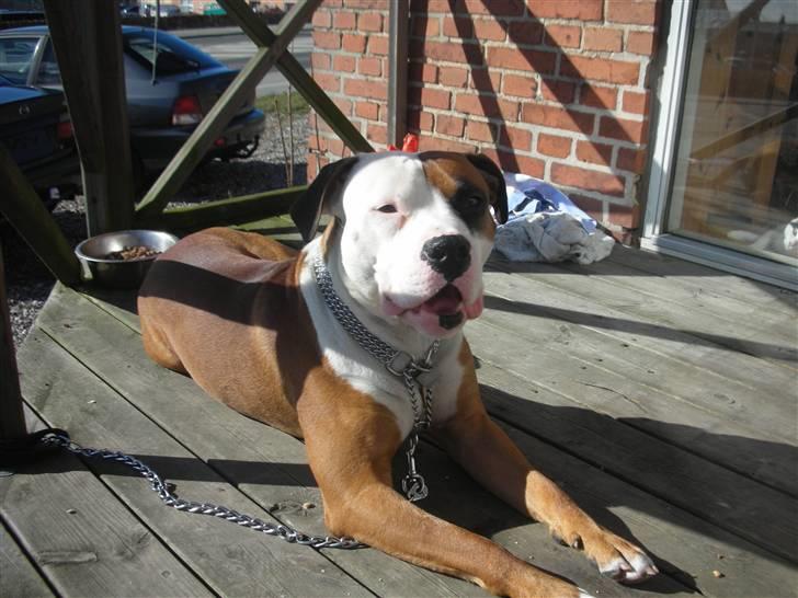 Blanding af racer Tjico - varm sommer billede 15