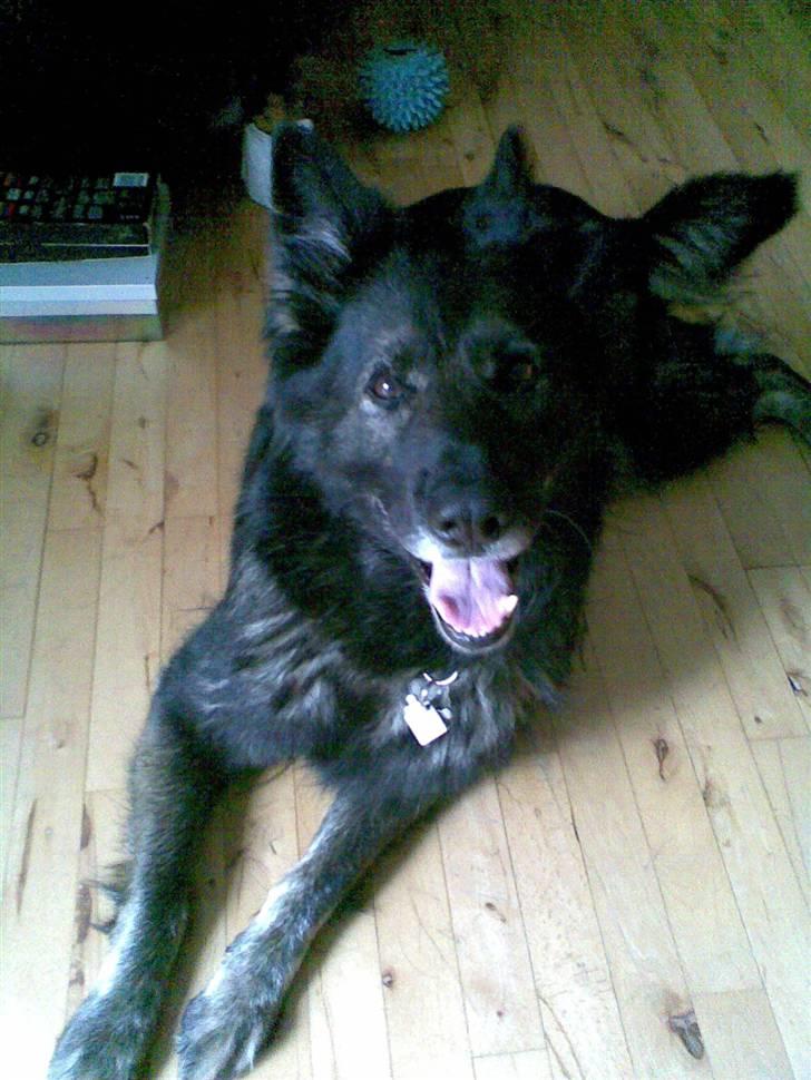 Schæferhund (hesselballe olli) - Det er min gamle hund Deni som jeg må aflive i  år 2008 billede 13