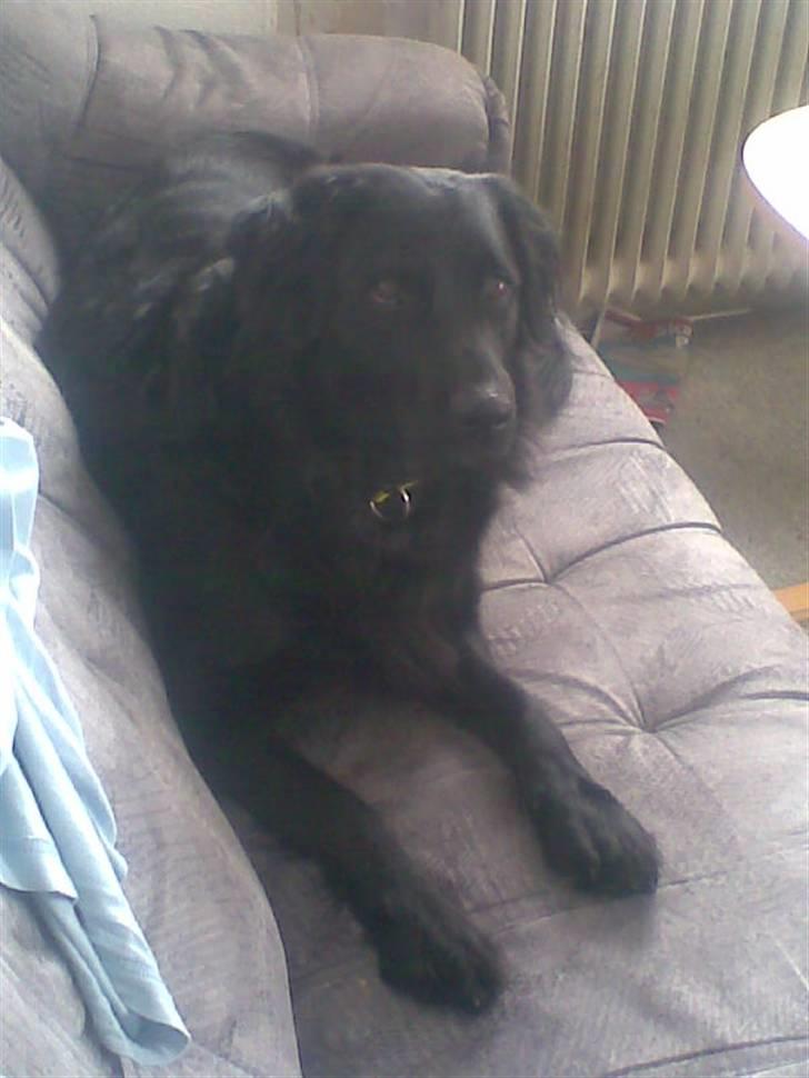 Flat coated retriever Freja billede 8