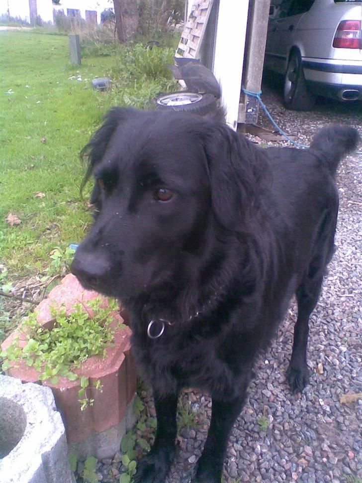 Flat coated retriever Freja billede 9