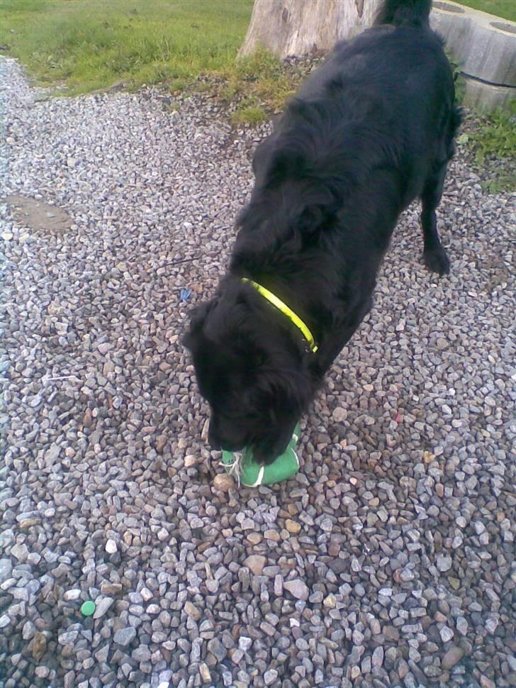 Flat coated retriever Freja billede 10