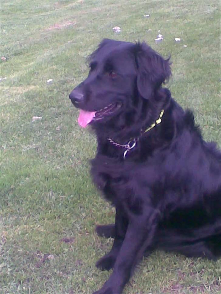 Flat coated retriever Freja billede 11