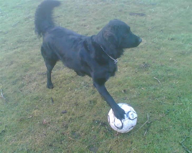 Flat coated retriever Freja billede 12