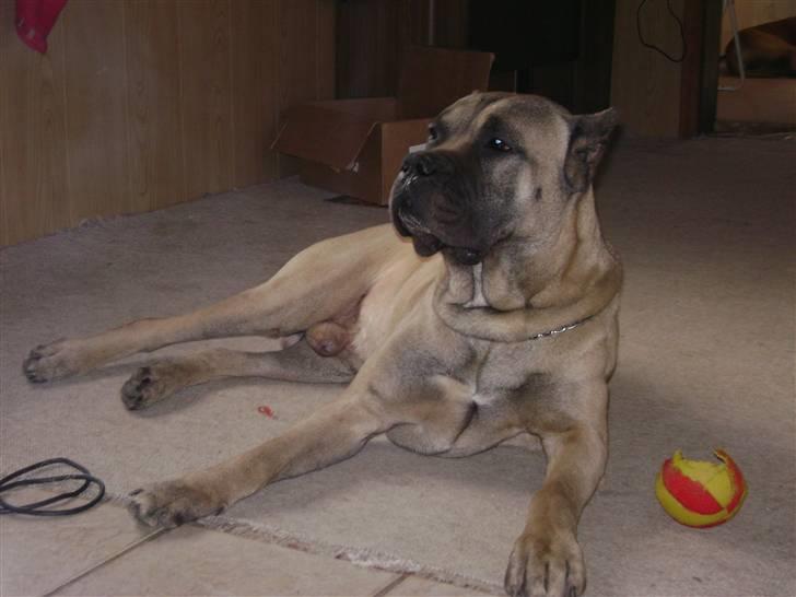 Dogo canario Timon - Mozart får en lur billede 15