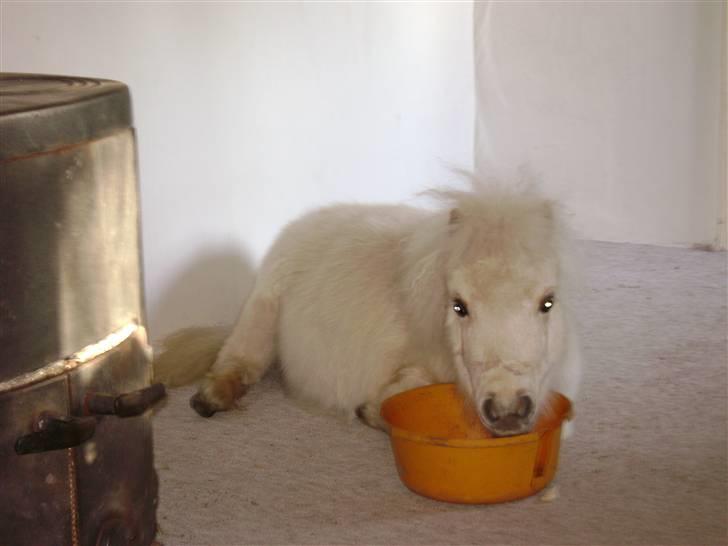 Dogo canario Timon - Mozart også her billede 16