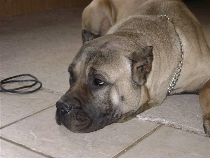 Dogo canario Timon - Ja stor kan man ik sige han er. billede 17