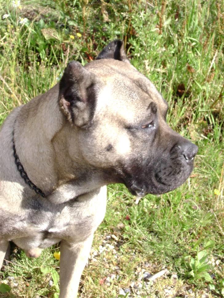 Dogo canario Timon billede 18