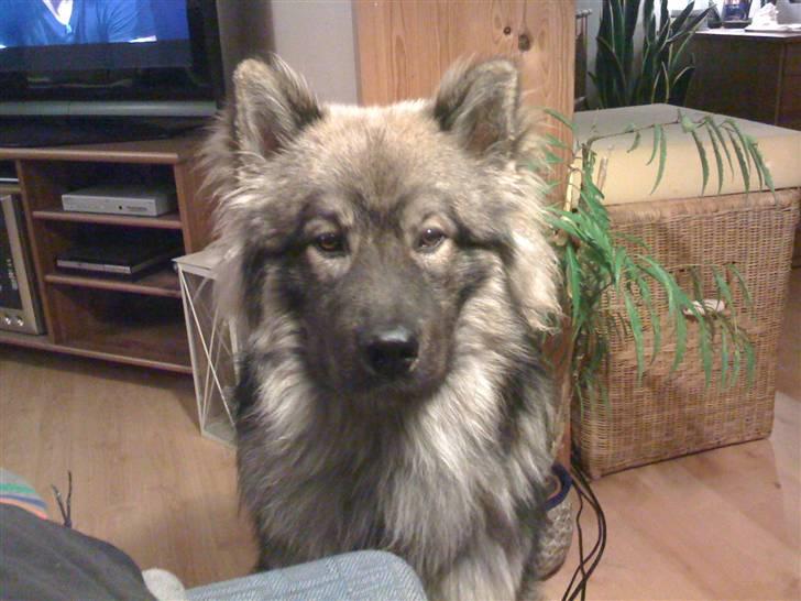 Eurasier Balules Dirty Dancer  - Ligner jeg ikke en der vil kæles.... billede 16