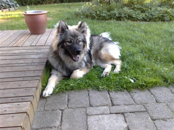Eurasier Balules Dirty Dancer  billede 17