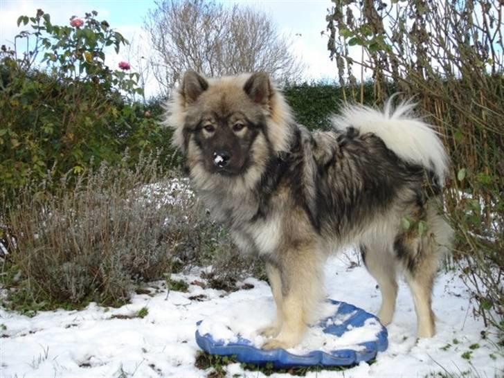 Eurasier Balules Dirty Dancer  - Baluka med sne på snuden billede 18