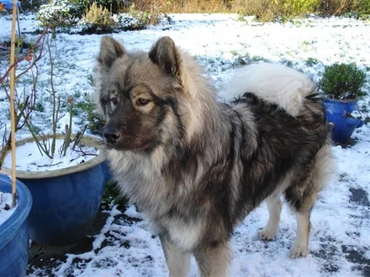 Eurasier Balules Dirty Dancer  billede 19