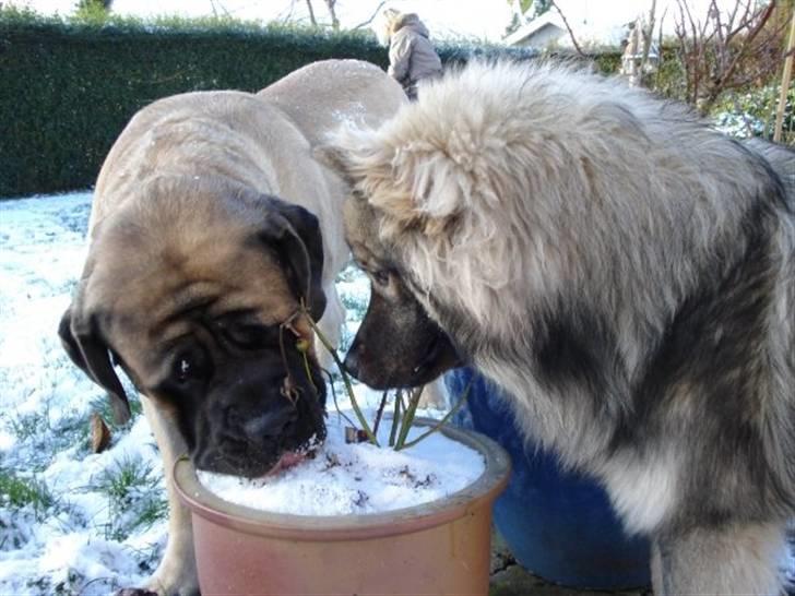 Eurasier Balules Dirty Dancer  - kan sneen spises ? billede 20