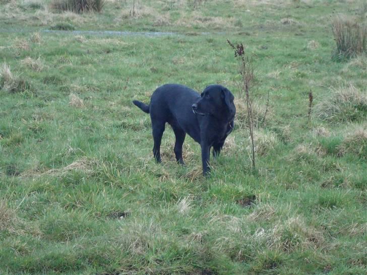 Labrador retriever Sille (Himmelhund) billede 19