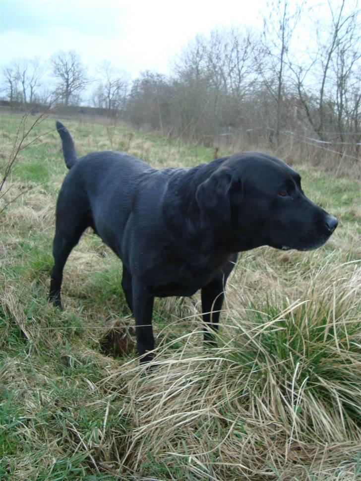 Labrador retriever Sille (Himmelhund) billede 20