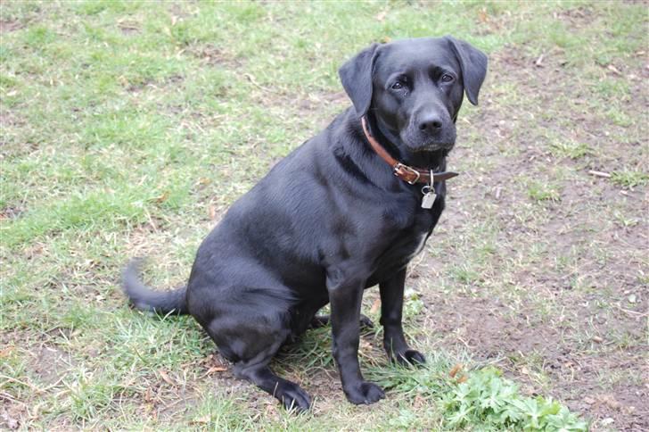 Blanding af racer (Formel1) Sussie billede 20