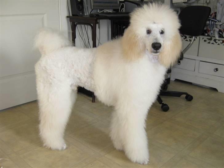 Storpuddel Khan billede 18