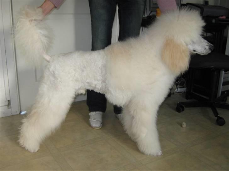 Storpuddel Khan billede 19