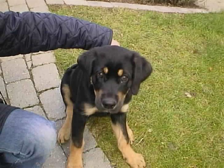 Blanding af racer Lunte <'3 R.I.P. - 1# "Velkommen til min profil" (Foto; Far) billede 1