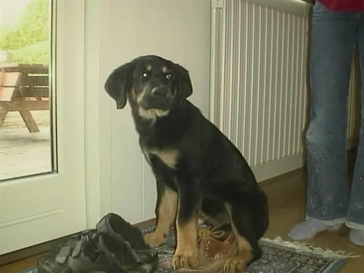 Blanding af racer Lunte <'3 R.I.P. - 3# "Det var ikke mig" (Foto; Far) billede 3