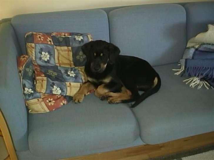 Blanding af racer Lunte <'3 R.I.P. - 4# "Det er meget hårdt at løbe rundt hele tiden" (Foto; Far) billede 4