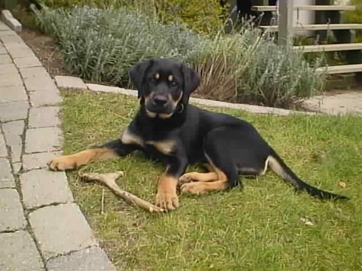 Blanding af racer Lunte <'3 R.I.P. - 5# "Det er min pind" (Foto; Far) billede 5