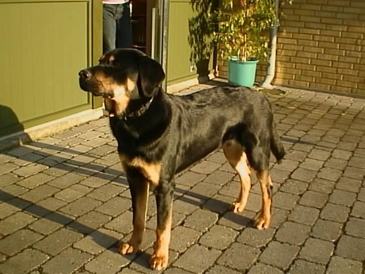 Blanding af racer Lunte <'3 R.I.P. - 6# "Se hvor stor jeg er! Jeg er hundenes konge!" (Foto; Far) billede 6