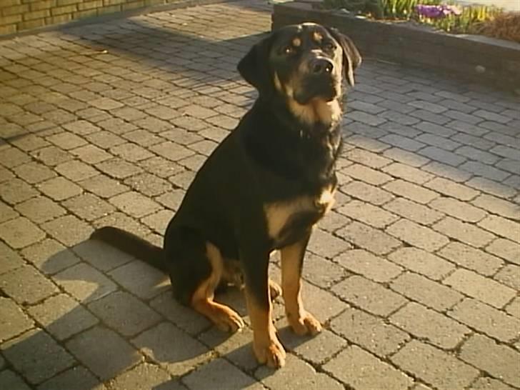 Blanding af racer Lunte <'3 R.I.P. - 7# "Hvad nu ?" (Foto; Far) billede 7