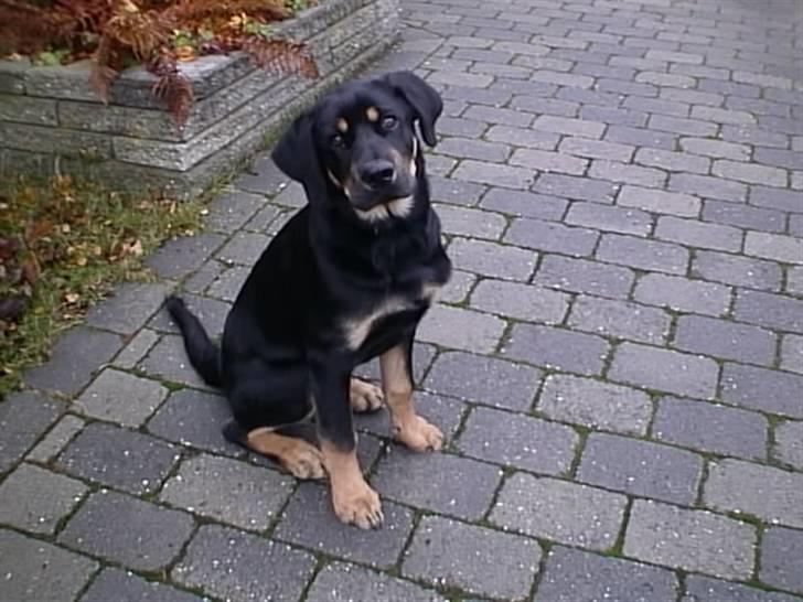 Blanding af racer Lunte <'3 R.I.P. - 8# Se hvor fint jeg kan sidde" (Foto; Far) billede 8