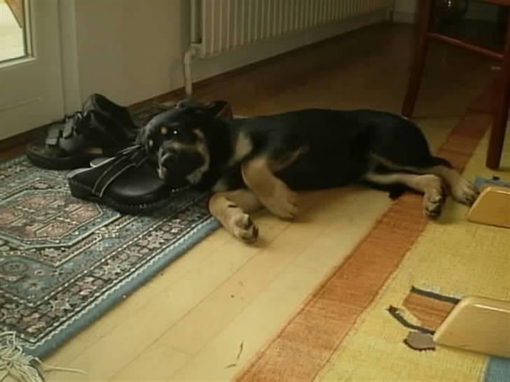 Blanding af racer Lunte <'3 R.I.P. - 9# "Hvorfor skulle du vække mig med den dumme blitz ?" (Foto; Far) billede 9