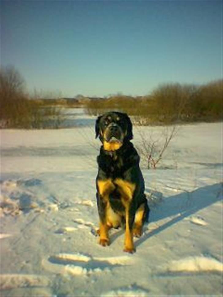 Blanding af racer Lunte <'3 R.I.P. - 10# "Få nu taget det billede, jeg bliver kold i røven af at sidde her!" (Foto; Far) billede 10