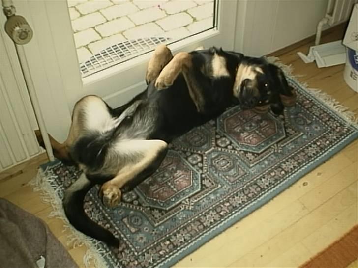 Blanding af racer Lunte <'3 R.I.P. - 11# "Vil du ik´ klø mig på maven ?" (Foto; Far) billede 11