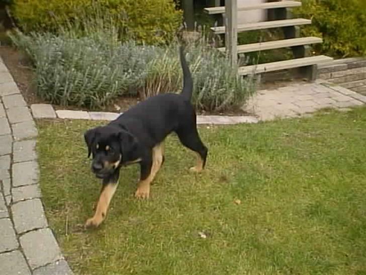 Blanding af racer Lunte <'3 R.I.P. - 12# "Hjælp! Der er en snegl efter mig!" (Foto; Far) billede 12