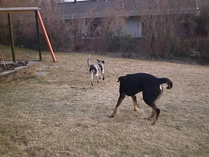 Blanding af racer Lunte <'3 R.I.P. - 13# "Det er snyd at du løber så hurtigt Plet! Du træner jo også med S-Toget!" (Foto; Far) billede 13