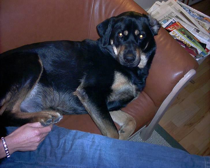 Blanding af racer Lunte <'3 R.I.P. - 14# "Du kan da ikke smide mig ned fra sofaen, se lige mit hundehvalpe blik" (Foto; Far) billede 14