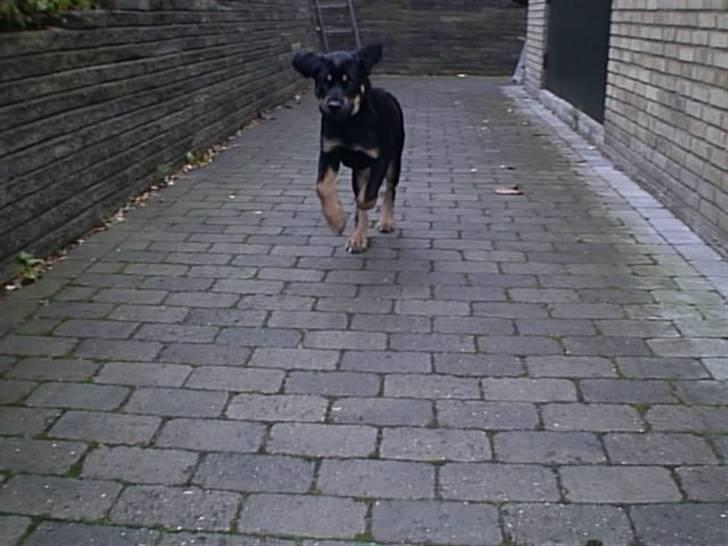 Blanding af racer Lunte <'3 R.I.P. - 15# "Jeg er en lille racerbil!" (Foto; Far) billede 15