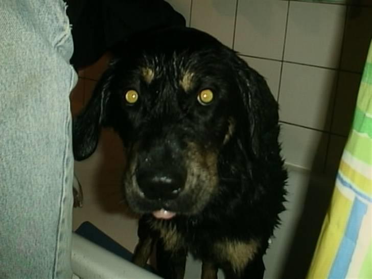 Blanding af racer Lunte <'3 R.I.P. - 16# "Øv! Jeg skulle ikke ha´ rullet mig i den ræve lort" (Foto; Far) billede 16