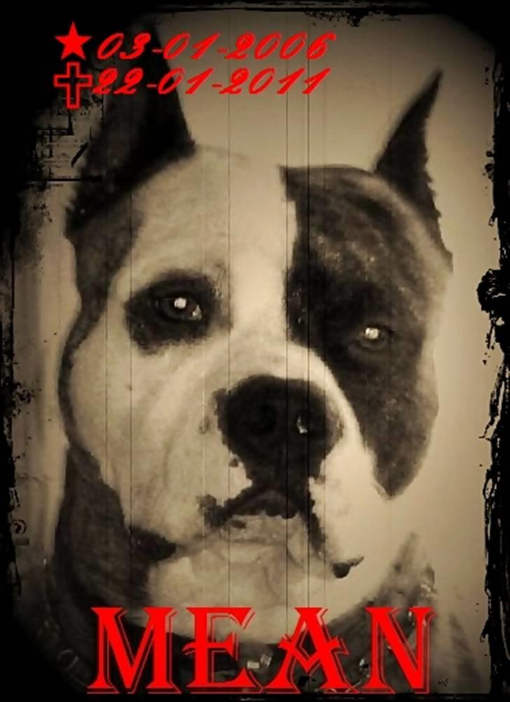 Amerikansk staffordshire terrier Mean  R.I.P - Du var verdens bedste hund, R.I.P vores smukke Mean<3 billede 1