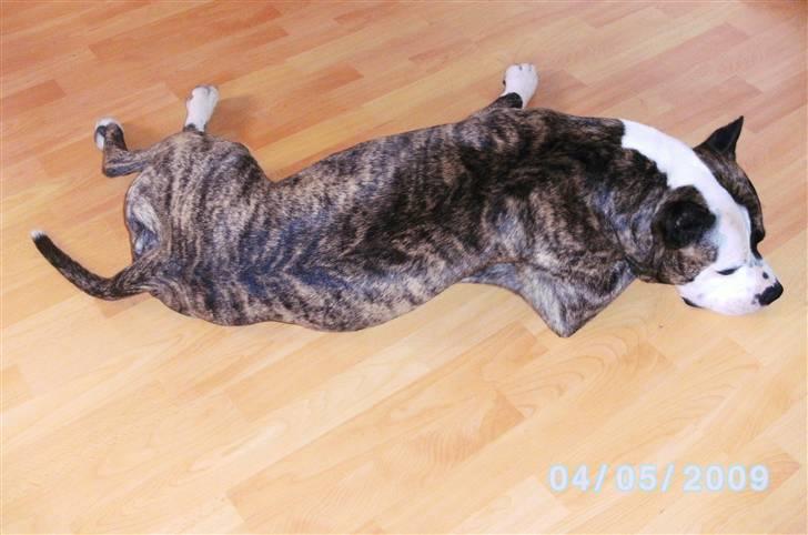 Amerikansk staffordshire terrier Mean  R.I.P billede 2