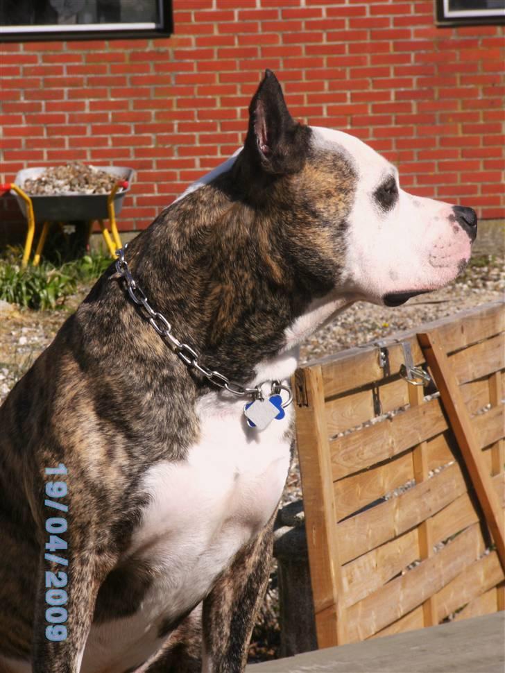 Amerikansk staffordshire terrier Mean  R.I.P - d.19/4-09 billede 3
