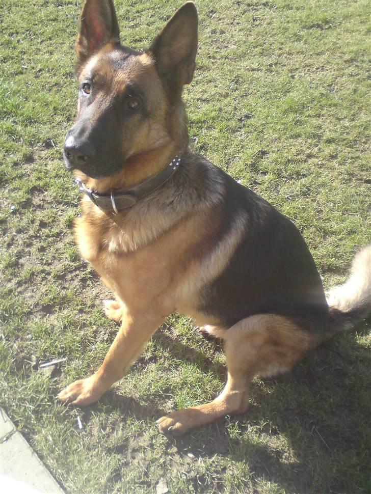 Schæferhund Linsey Alderslyst *r.i.p* billede 11