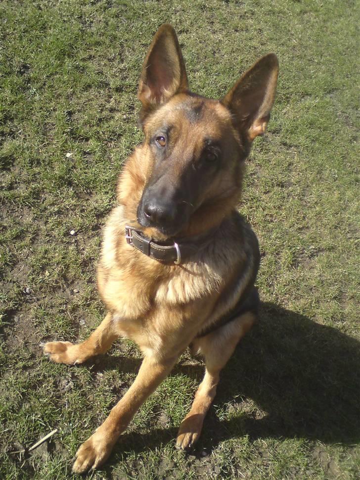 Schæferhund Linsey Alderslyst *r.i.p* billede 12