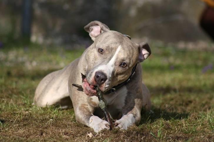 Amerikansk staffordshire terrier Lotus  - haps  billede 17