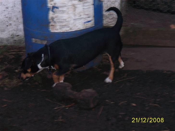 Blanding af racer Lotte billede 2