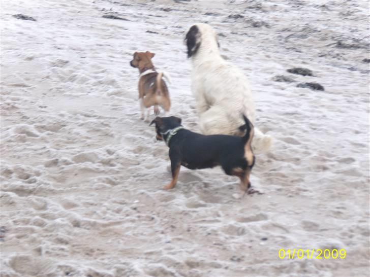 Blanding af racer Lotte billede 3