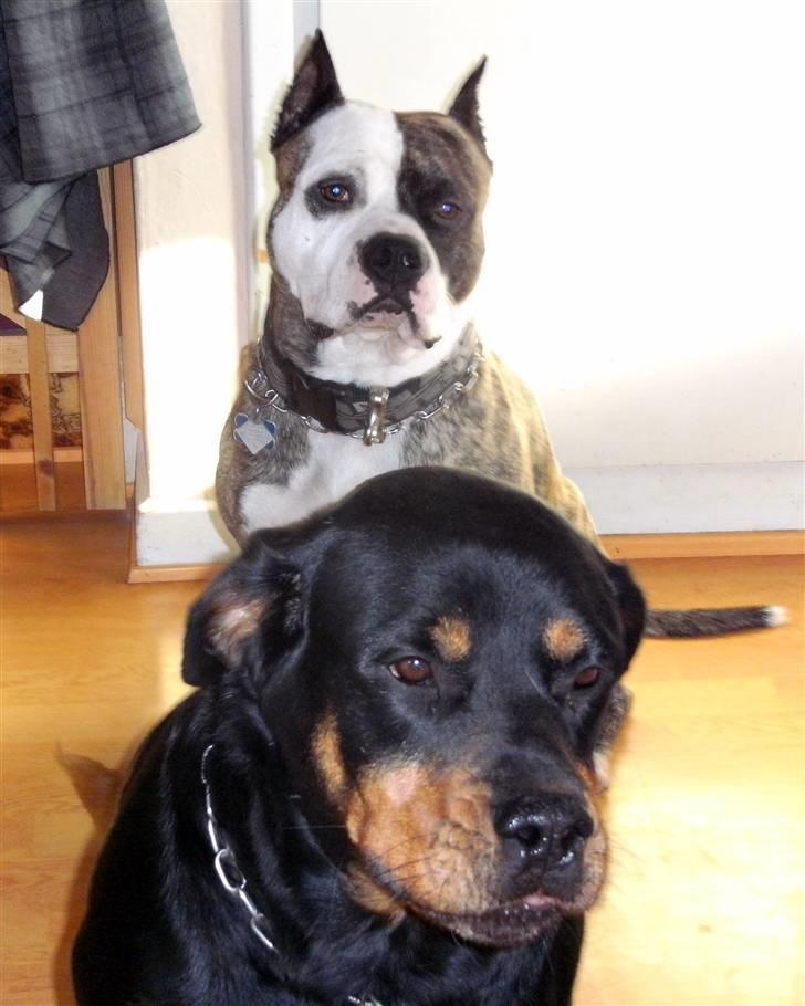 Amerikansk staffordshire terrier Mean  R.I.P - Mean sammen med vores Rottwiler Siff... billede 4