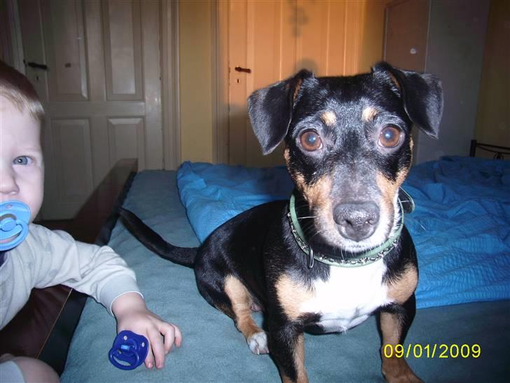 Blanding af racer Lotte billede 4